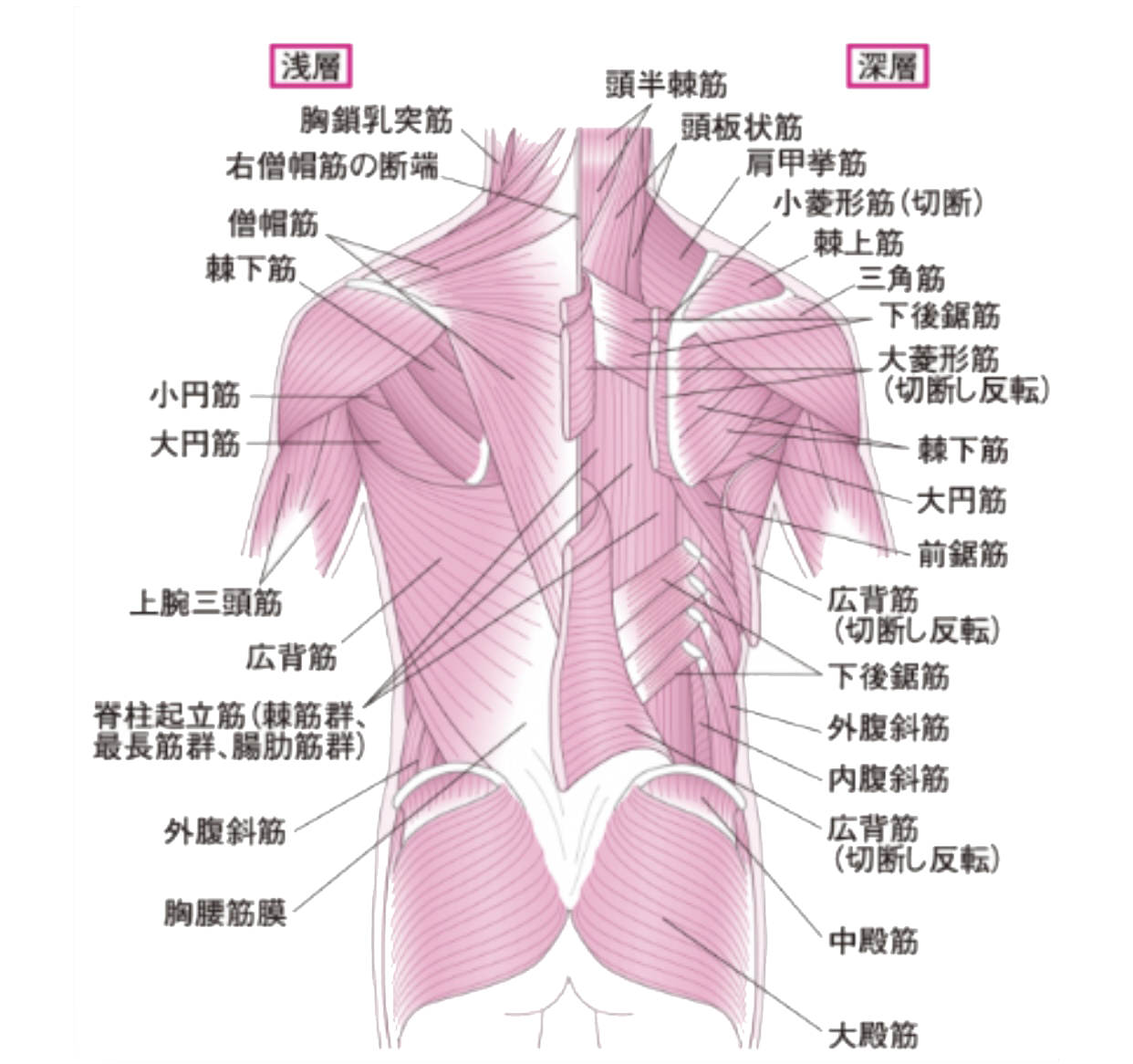 背中の解剖学図